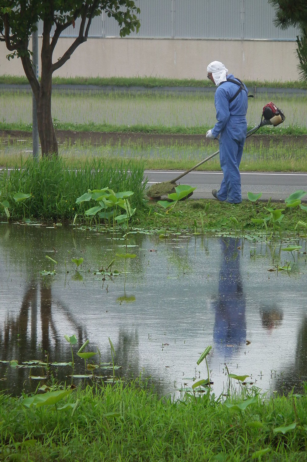 草刈機で草刈りをする男性。写真はイメージです（松岡明芳さん撮影、Wikimedia Commonsより）