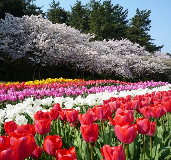 家康くんも太鼓判！ あの「浜名湖花博」が10年ぶりに復活するぞ(全文表示)｜Jタウンネット