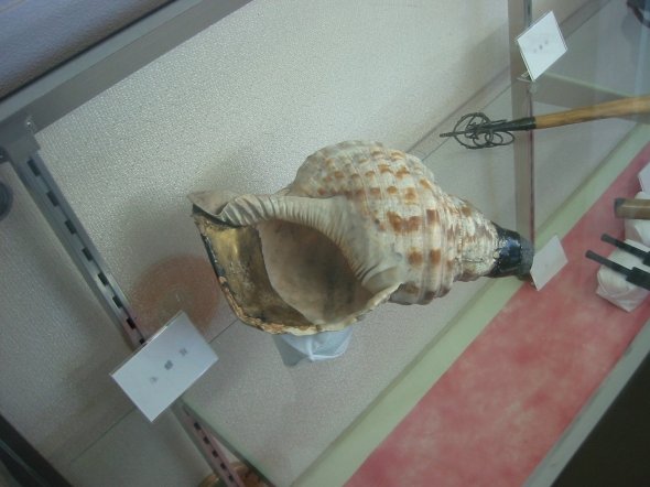 画像はイメージです（Jnnさん撮影、Wikimedia Commonsより）