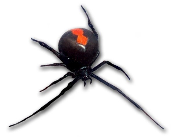 セアカゴケグモ（Saperaud~commonswiki撮影,Wikimedia Commonsより）