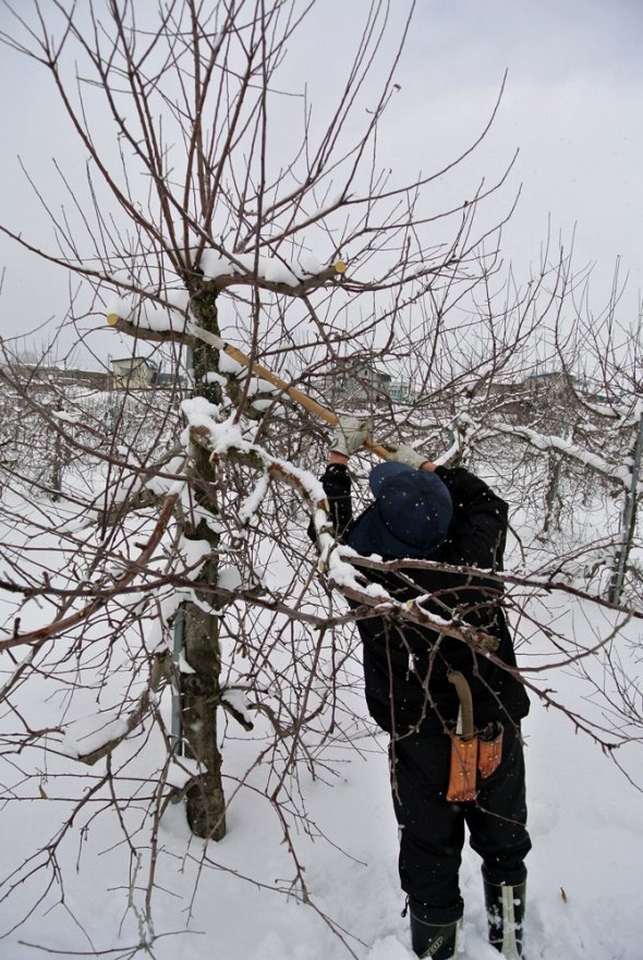 シーズンの間、旺盛に伸びたりんごの樹。