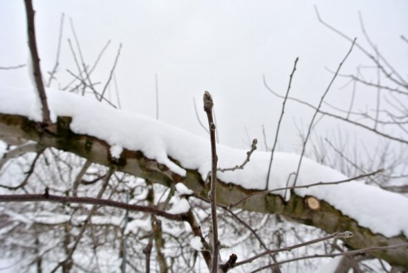 この一個一個が来シーズンのりんごとなる