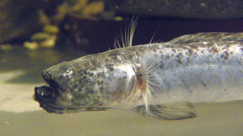 ワラスボの頭部（ふうけさん撮影、Wikimedia Commonsより）