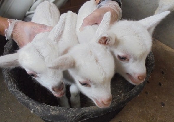 元気な３頭のヤギの赤ちゃん（あぐりの丘ウェブサイトより）