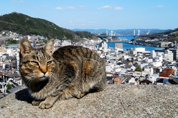 「尾道 猫好きのまつり」