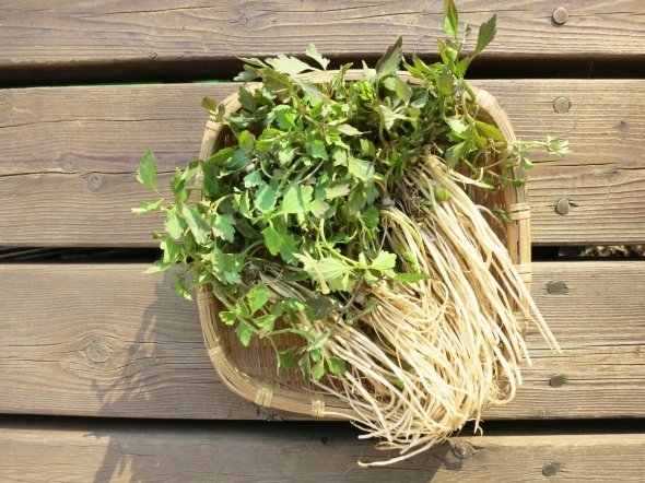 セリを鍋に！（画像はイメージ）