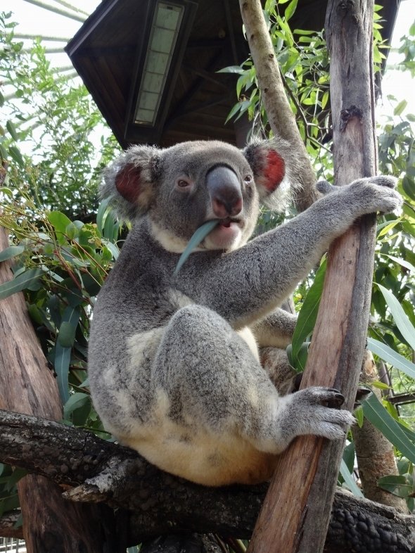 コアラを漢字で書くと...？（埼玉県こども動物自然公園提供）