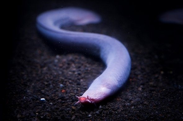 ヌタウナギの成体。ヌルヌルさが話題になりテレビにも出たことがある。