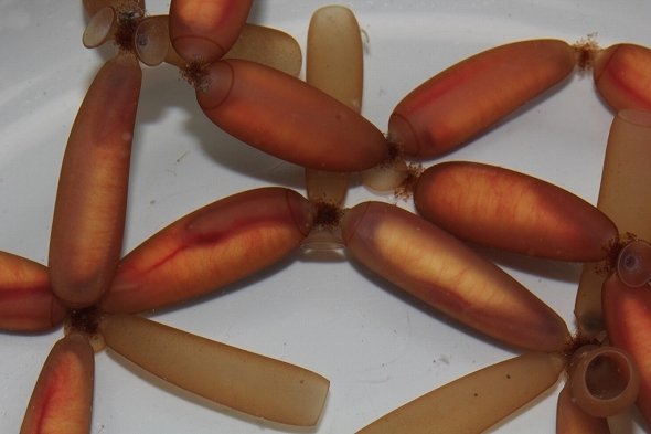 ヌタウナギの卵