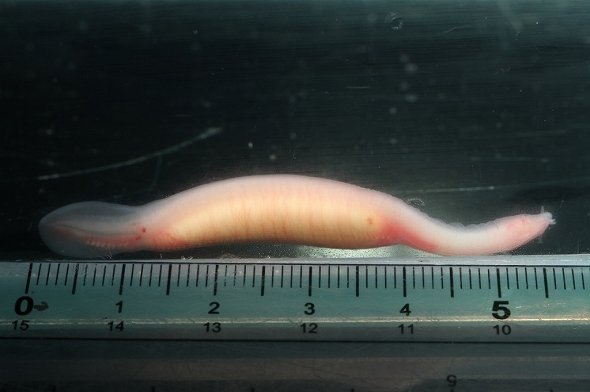 生まれたてのヌタウナギはピンク色だ