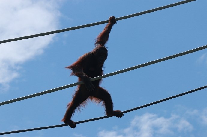 青空をバックに悠々と特技披露中のオランウータン氏