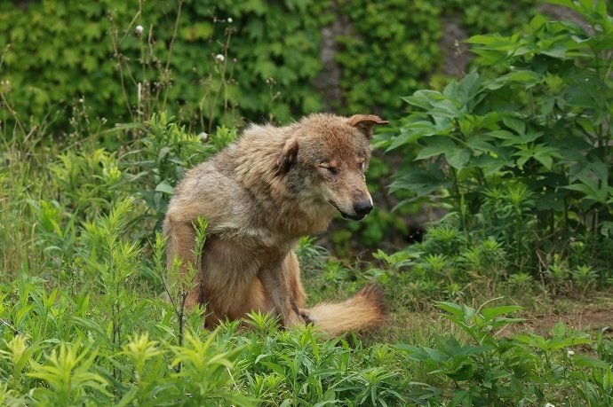 道で出会ったら野良犬と勘違いしてしまいそうなオオカミさん