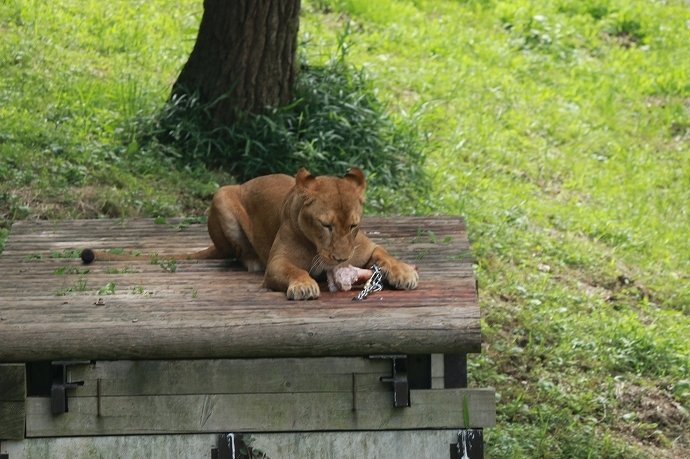 ライオンさんはお食事中