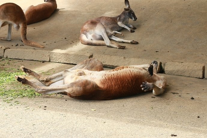 あられもない寝姿のアカカンガルー。時折、足がビクッ!!!!ってなってました