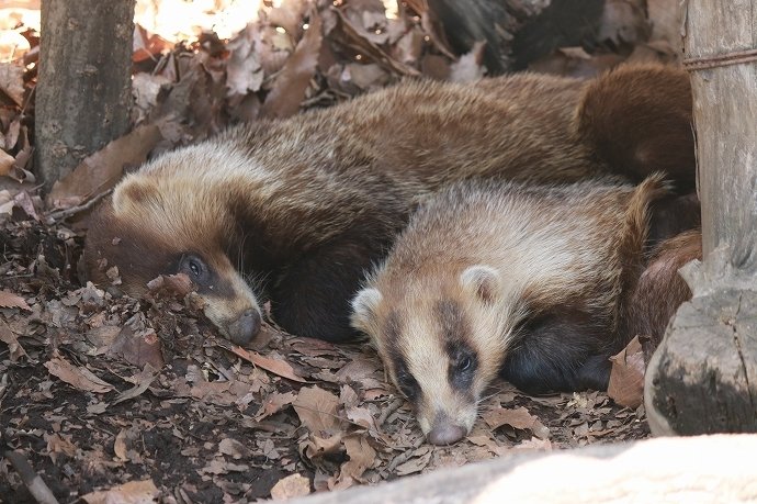 シャッター音で寝込みを起こされ、不機嫌そうなアナグマさん