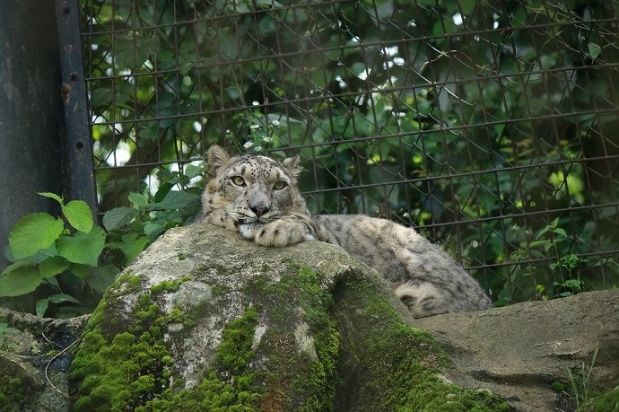 ユキヒョウ、凛々しいっす！
