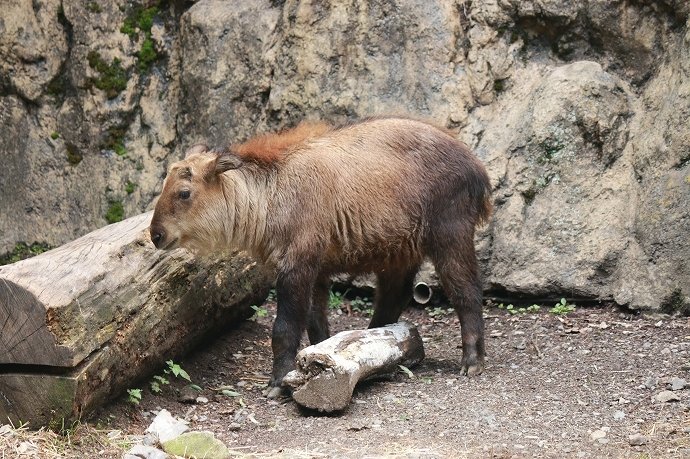 ターキンの赤ちゃんも今年誕生