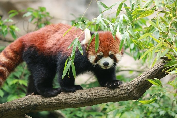特に二本足立ちはしてくれなかったレッサーパンダくん