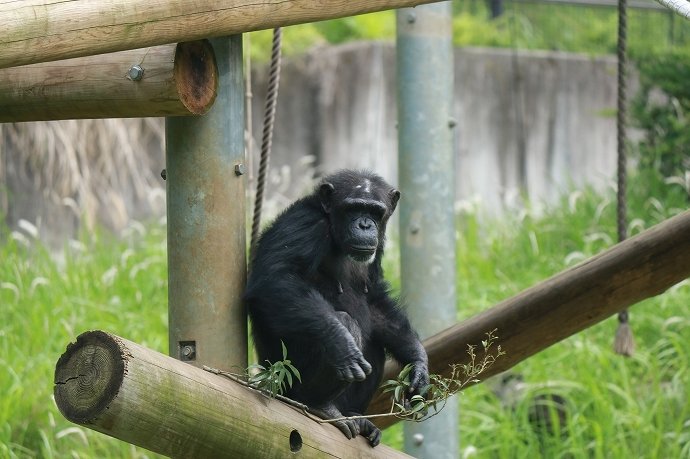 渋いぜ！チンパンジー！