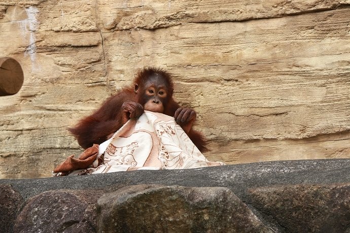 あざとさを感じるくらいかわいいっす