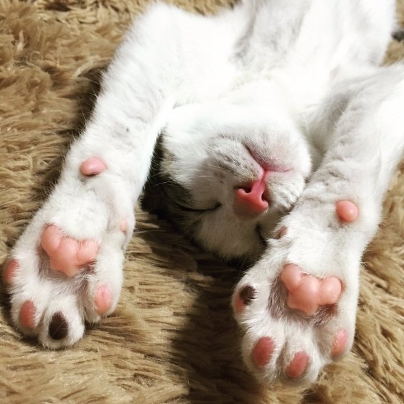 RAI (@RAIRAIRA05)さんのツイートより