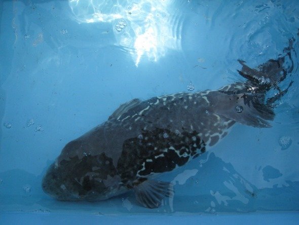 トラフグ　素材提供／七尾・能登島定置網漁業振興会