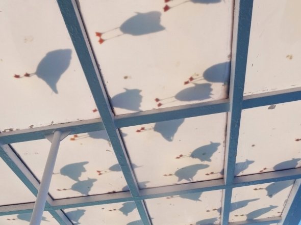 クリハラタカシ (@takasi_kurihara)さんのツイートより