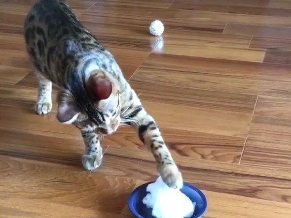 ハバネロスキー（＠E_guttata_wt）さんのツイートより