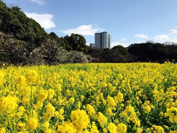 「浜離宮恩賜庭園」内のお花畑は、菜の花が満開（写真はJタウンネット編集部撮影）