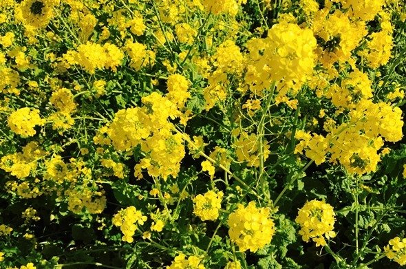 春の訪れを告げる菜の花（写真はJタウンネット編集部撮影）