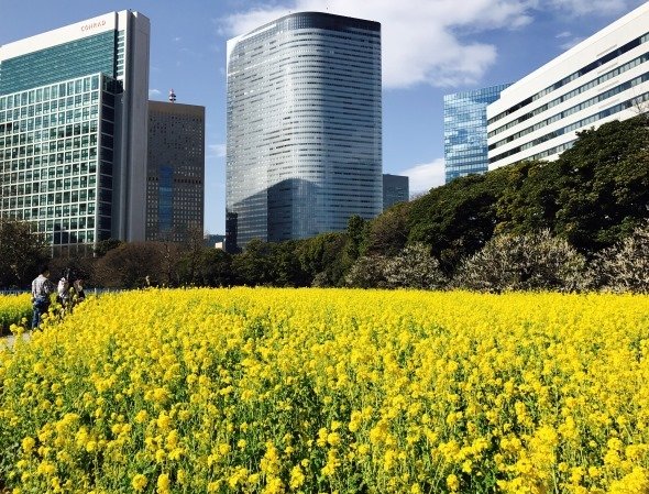 ビル街と菜の花畑の対比がおもしろい（写真はJタウンネット編集部撮影）