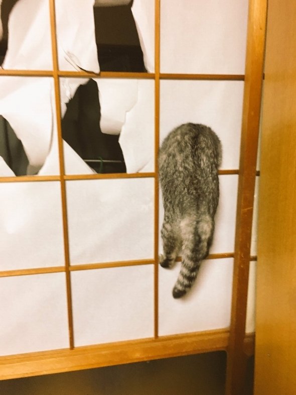 ココニャ（＠kokonananya）さんのツイートより