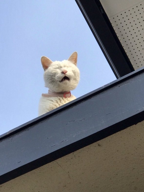 なおこりん（＠ymckolline）さんのツイートより