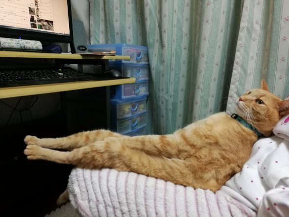 こげいぬ（＠Kogedox0510）さんのツイートより