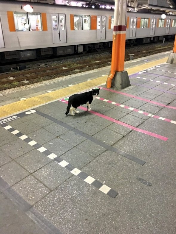 あおいれびん@ラブ米見てね！（＠levizo）さんのツイートより