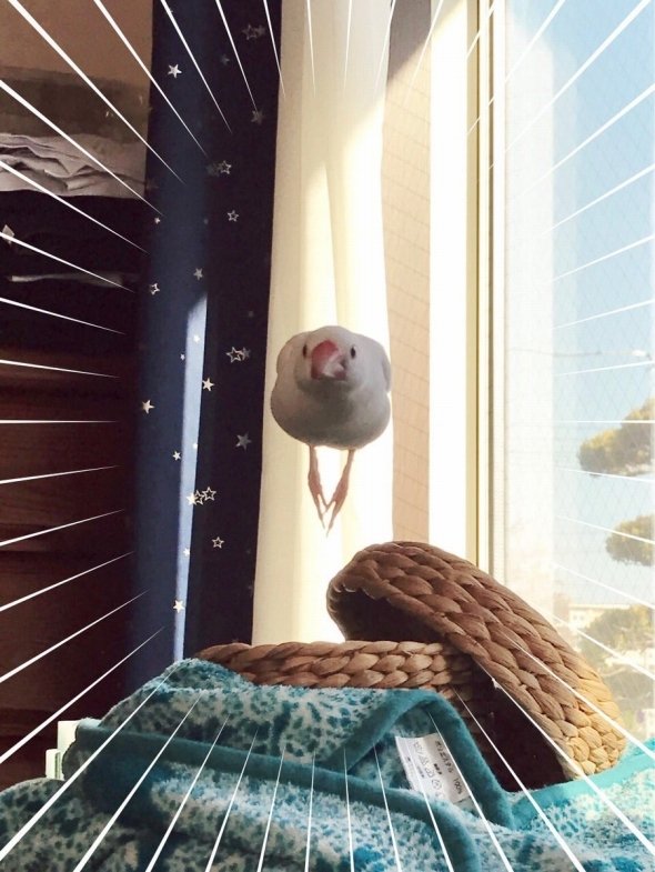 キクチヨ（＠fry13K）さんのツイートより