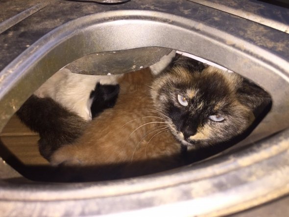 ようじ（＠YS_PR）さんのツイートより