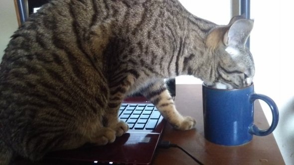 紅蓮のあかじゃけ＠FF14チョコボ鯖（＠akajyake）さんのツイートより