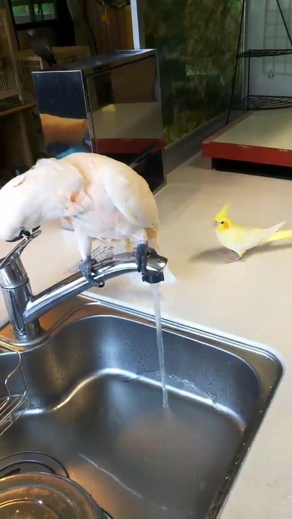 魔法使いのおばあちゃま＆ココちゃん（＠dMhExCyj7mbzbR8）さんのツイートより