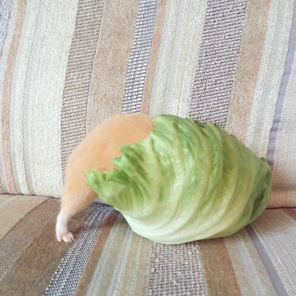 がんも（＠ganmo_chan）さんのツイートより