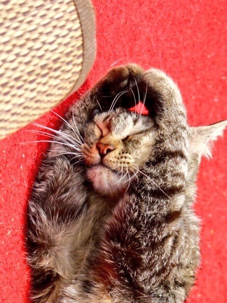 野良猫散歩＠Stray cat Walk（＠nekosanpo_xxx）さんのツイートより