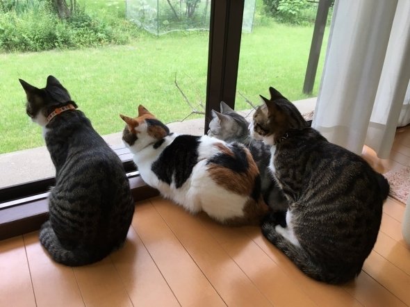 みふゆ(三冬)（＠mifuyu_916）さんのツイートより