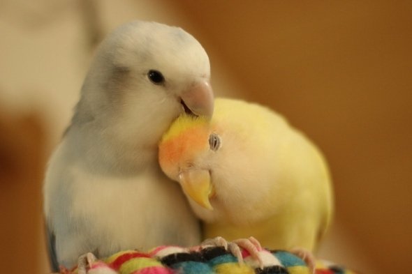 青川端緒（＠aokawa_tancho）さんのツイートより