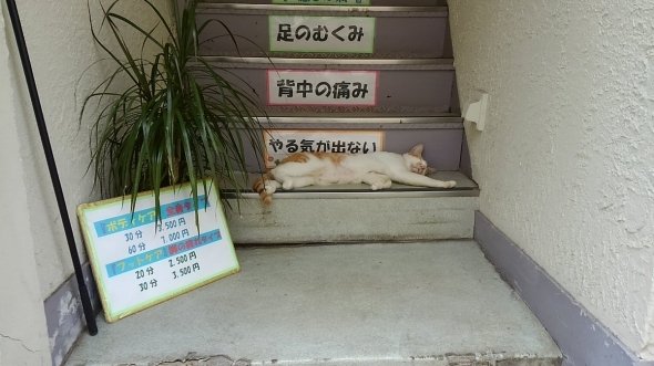 夜のプリズムふちょォ（＠night_of_fcho）さんのツイートより