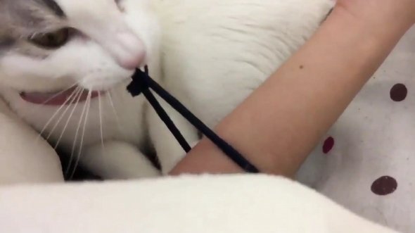 Jenny（＠MyFriendMimi）さんのツイートより