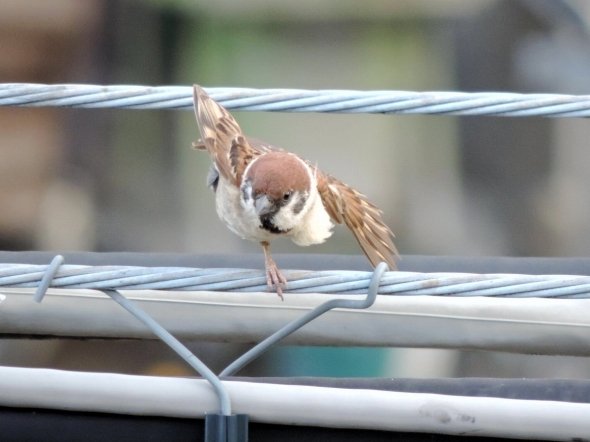 菊茶（＠tamura112227）さんのツイートより