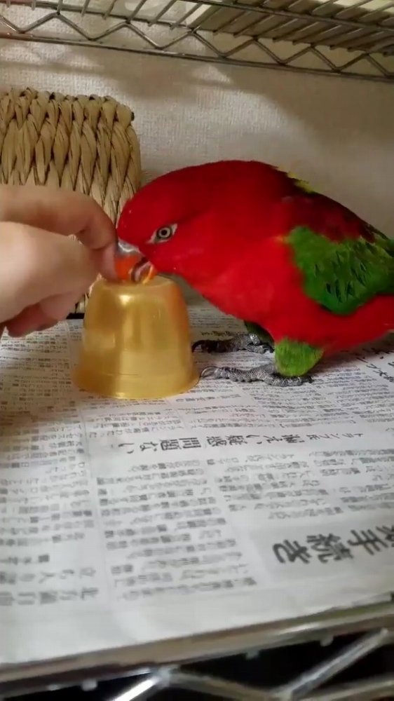 こづき（＠kozukiqtaro）さんのツイートより