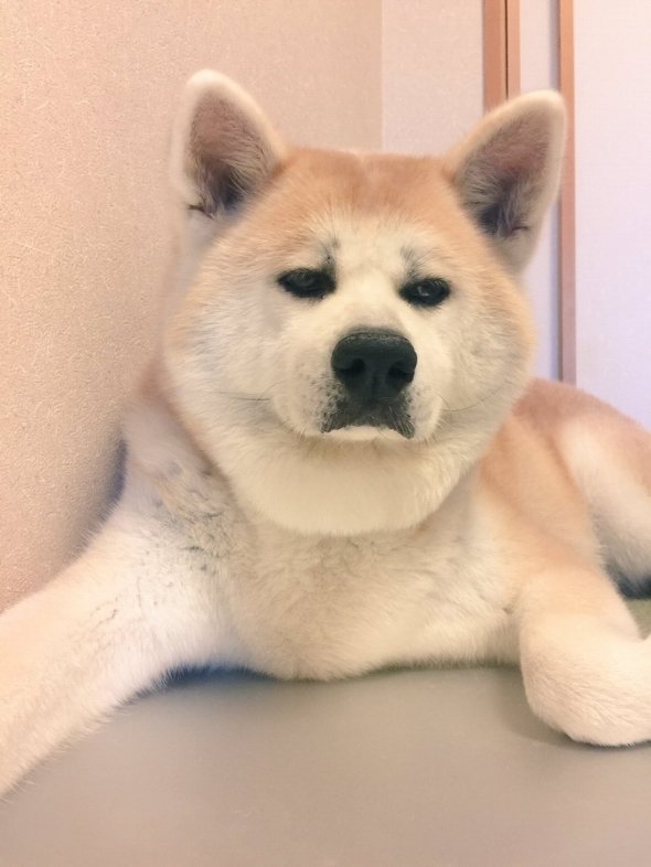 あきた うめこ（＠Umepon211）さんのツイートより