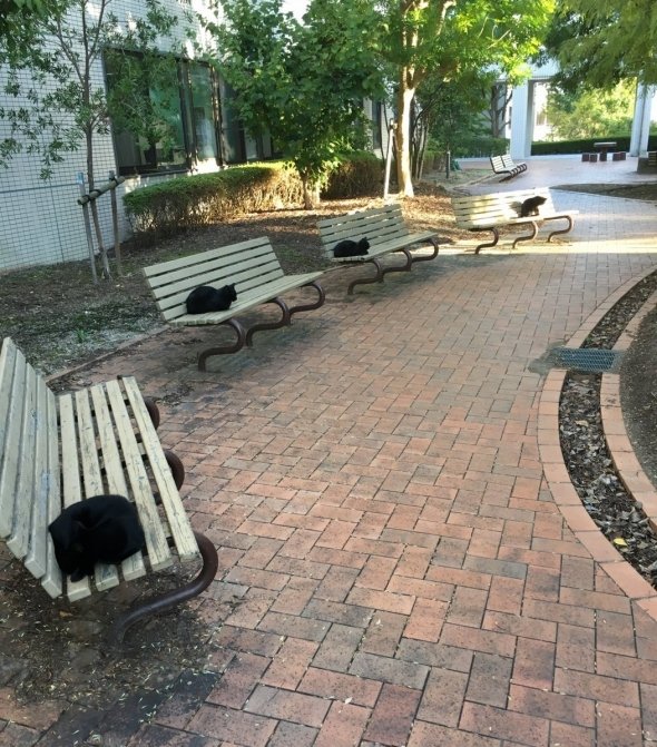 すえ（＠savdlmn）さんのツイートより