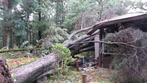 倒壊したレバノン杉（京都府立植物園提供）